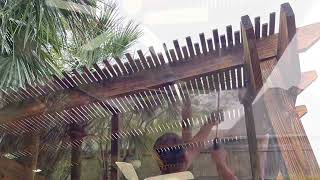 Restoring a pergola by Pressure Washing Life 435 views 2 years ago 1 minute, 26 seconds