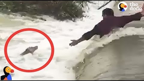 DROWNING Dog Rescued by AWESOME Men | The Dodo