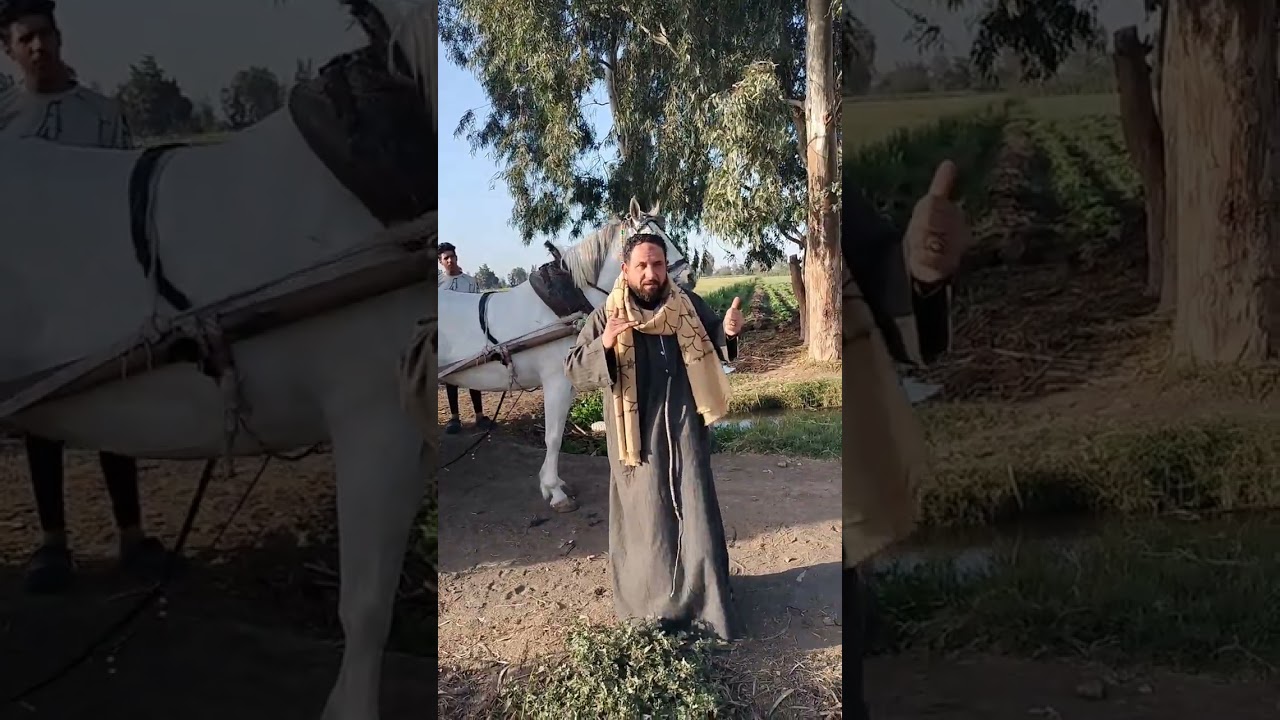 خيل الشيخ محمد رخا المحله الكبرى الطريق السريع رقم 01093322202