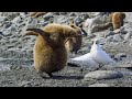 Baby penguin loses parents  4k u seven worlds one planet  bbc earth