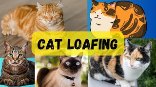6 Facts About Cat Loafing