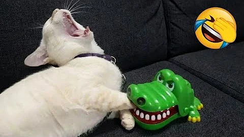 Silliest CATS on Earth Act Like Comedians 😂 Funny Cat Videos 2025