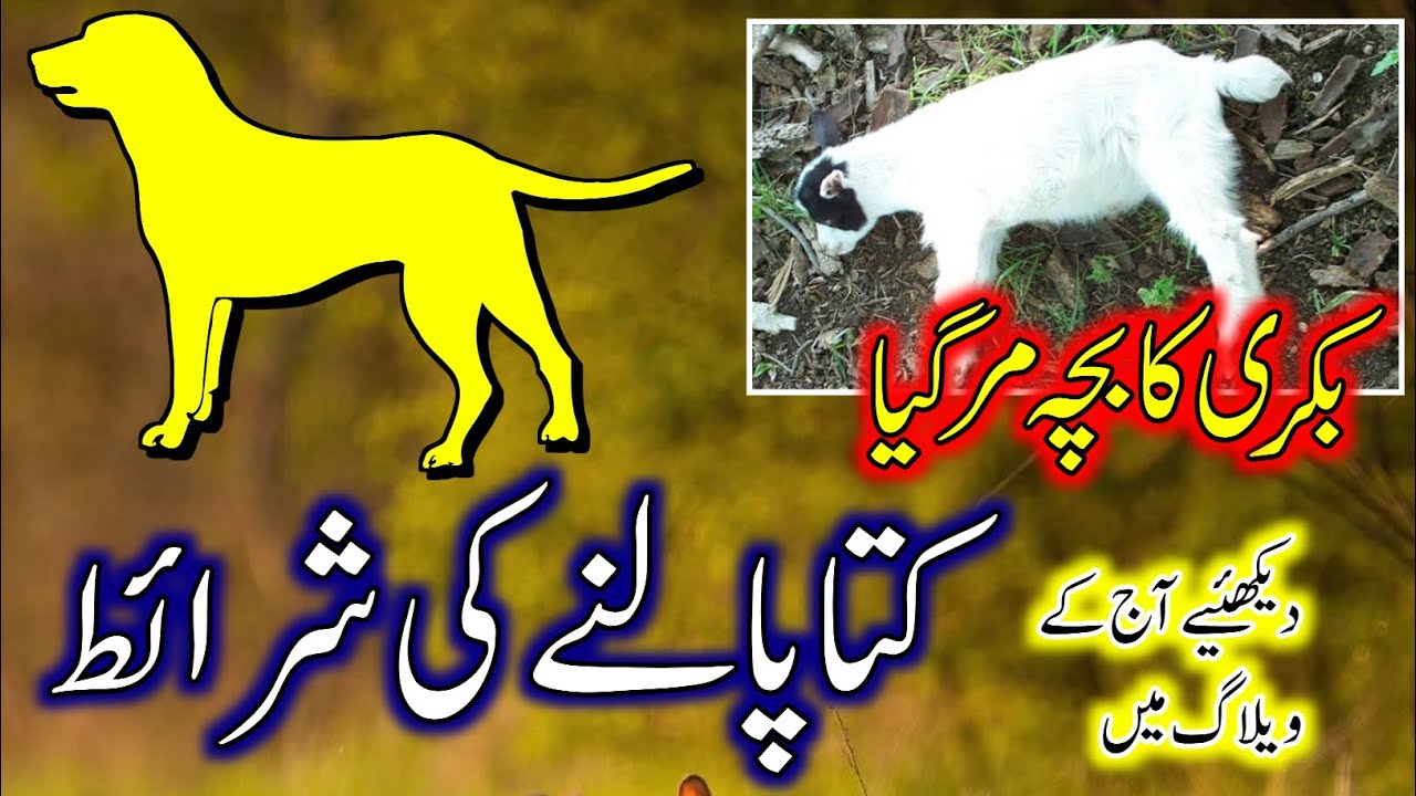 Conditions for keeping a dog || کتا پالنے کی شرائط || vlog by #