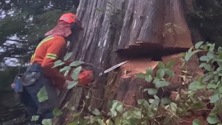 Dangerous hangup | Smashing two 8ft trees into each another