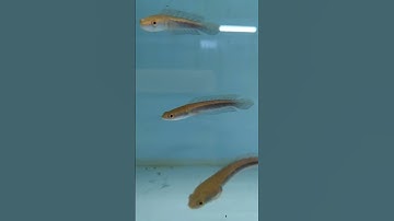 Cá Lóc Vẩy Rồng Vàng Yellow Sentarum Màu Siêu Đẹp // MT Channa #shorts