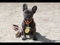 Cleo - French Bulldog Puppy - 4 Weeks Residential Dog Training Cleo - French Bulldog Puppy - 4 Weeks Residential Dog Training