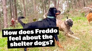 How Does Freddo Feel about the Shelter Dogs?