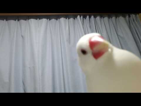 翼をスサーッと前から後ろから羽繕いする文鳥【文鳥/ハク】