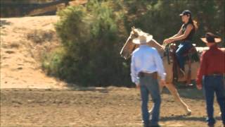 Charles Wilhelm  Gaited horses part 1 with Larry Whitesell