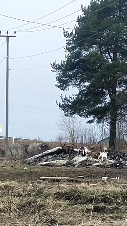 Попрыгунчики🐐🐐🐐 - YouTube