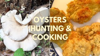 Oyster Mushroom Hunting and Identification 野生蠔菇/平菇