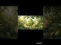 Guava #viralvideo #animation #fruits #cartoonforkids #cartoon #motivation