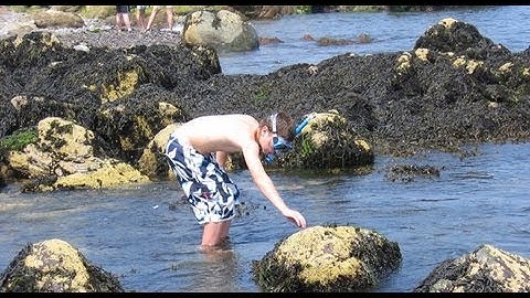 David Sobel -- New England Aquarium Lecture Series