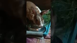 Rabbits drink  water