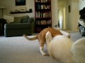 Dog vs. Cat