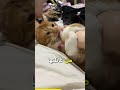 ما هي أسباب لعق القطط للإنسان