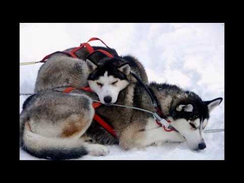Video: Kde Je Laponsko