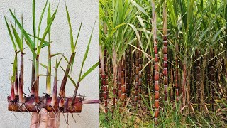 Easy Way To Grow Sugarcane Using Banana With Unique Techniques | How To Grow Sugarcane