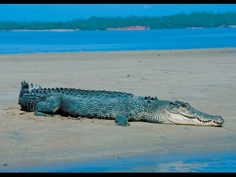 islands cayman crocodiles