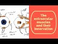 Extraocular Muscles of The Eye and their Innervation