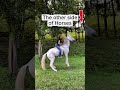 The Other Side of Horse #horse #animallife #shorts #wholesome
