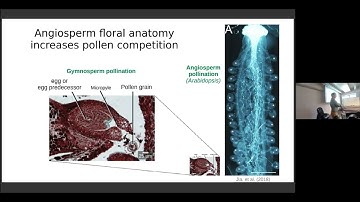 The forgotten generation: Consequences and opportunities of an independent haploid phase in plants