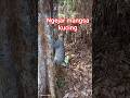 Ngejar mangsa nya si kucing hutan ku(chasing its prey, my jungle cat)#cat#sawit#junglehunter