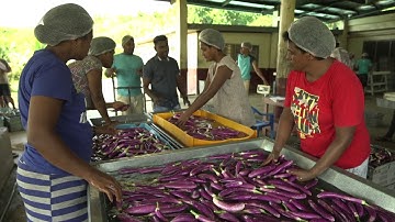 EU-SPC IKSA Project (Sugar Projects): CONTROL MEASURES OF FRUIT FLY