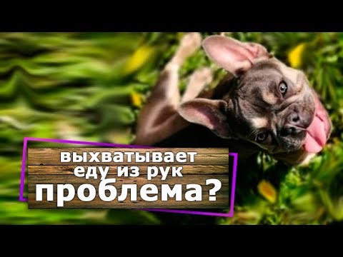 Как отучить щенка или взрослую собаку выхватывать еду из рук.