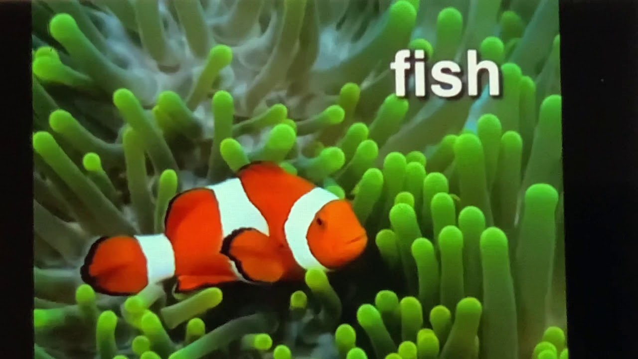 Baby Einstein World Animals Fish Youtube