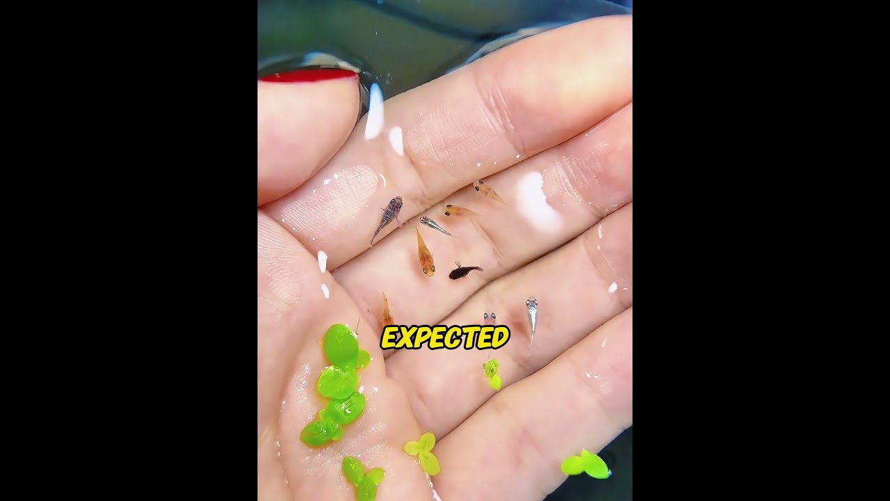 This Dead Goldfish Refused to Open Her Mouth. The Secret Inside Left Me Crying! 😭💔#MotherlyLove