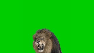 Green screen lion roar. Incredible effect that MUST WATCH by everyone.