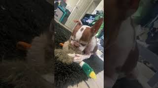 What’s up doc? Boston Terrier play w duck