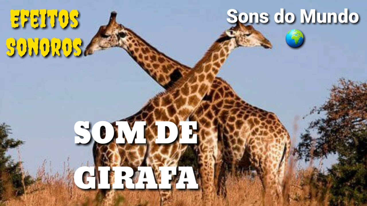 Som dos animais, som de girafa, som da natureza - YouTube