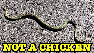 Why Did The Snake Cross The Road 🥴 by leokimvideo 4,232 views 5 months ago 10 minutes, 48 seconds