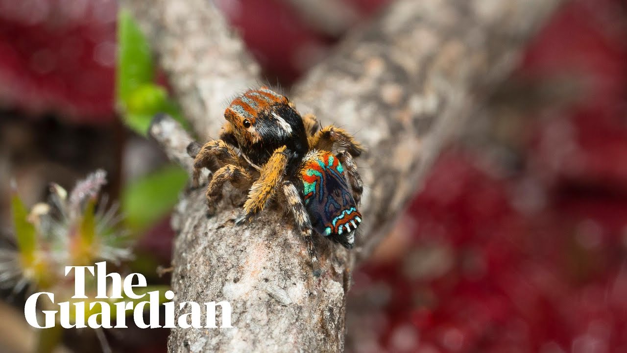 7 Adorable New Peacock Spider Species Discovered