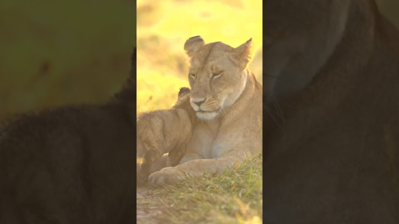 The Beautiful Lioness with Her Tiny Cubs | 