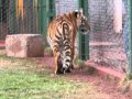 Tiger wanting to wander - Tigre querendo passear.