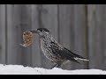 Наблюдение за птицами в Томской области