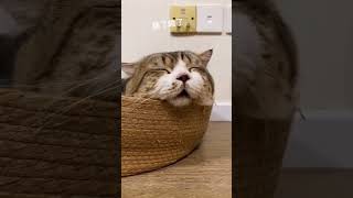 Do you know how tired cats are? #kitty #kittens #catvideos #kittenvideos #littlecat #kittensounds