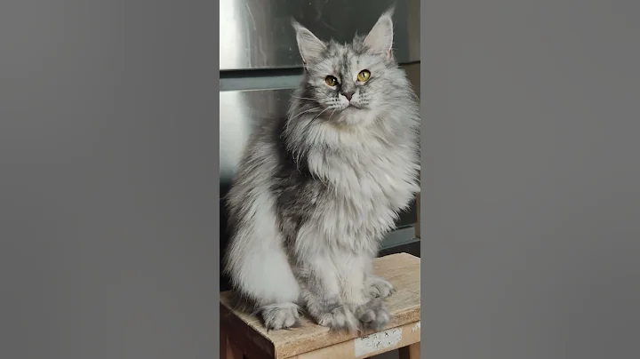 Video 11494861: mainecoon catplaying, fluffy mainecoon