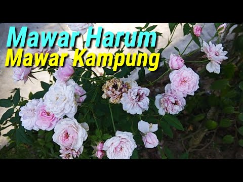 Repeat Bunga Mawar Kampung Yang Harum By Fahrul Fahrul