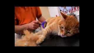 FURminator Pet Hair Solutions: Daily, Weekly, and Monthly by FURminator 3,046 views 11 years ago 1 minute, 6 seconds