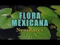 Nenúfares | La Flora de México