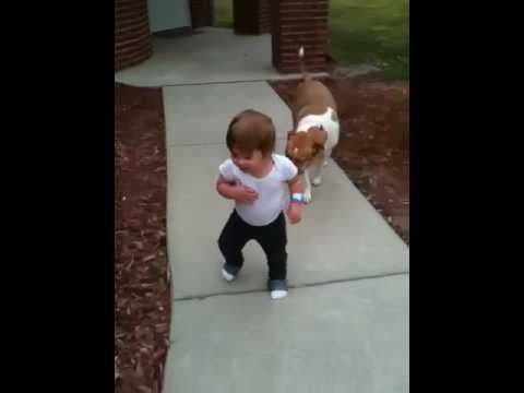 Dog protecting Baby