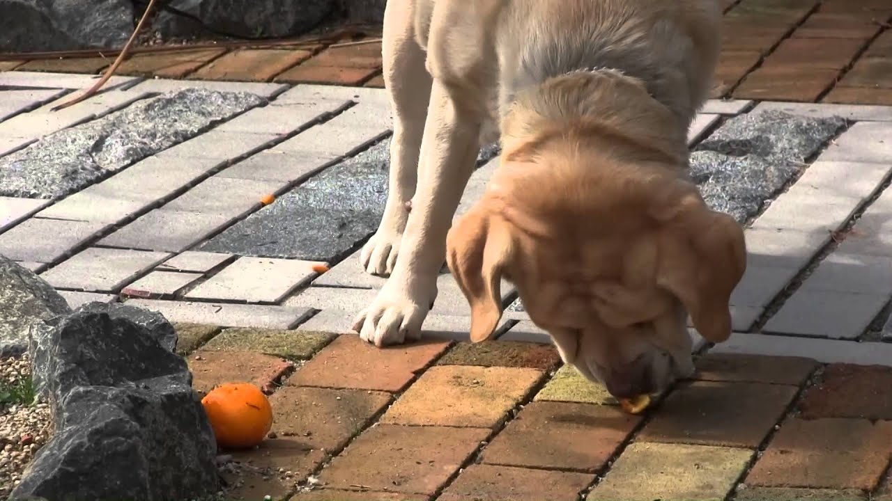 みかんの皮をむいて食べる犬 のんちゃん Youtube