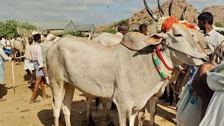 Desiya Seema Cattils Adoni bulls