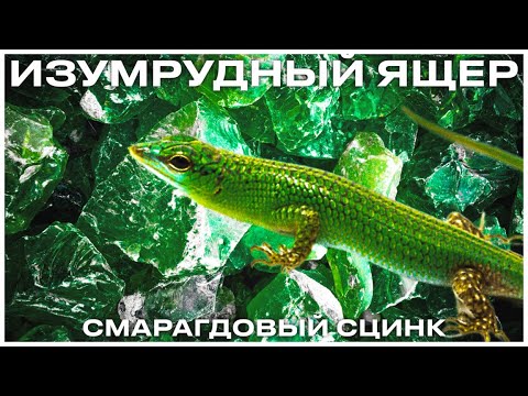 СМАРАГДОВЫЙ СЦИНК - как содержать изумруд террариумистики?