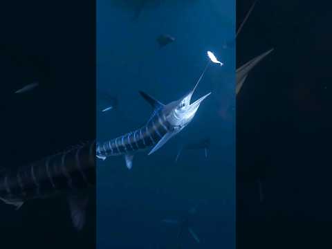 Video: Svärdfisk. Beskrivning