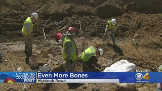 Even More Bones Found At Dinosaur Dig In Highlands Ranch